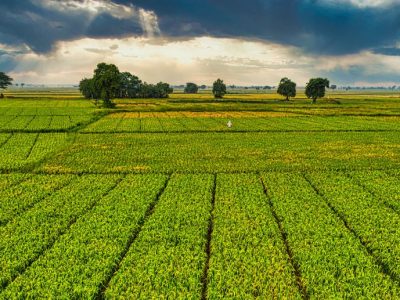 What is the Agricultural Supply Chain and Why Does it Matter? Decoding the Architecture of Food Security with PT. Tetra Jaya Plusindo