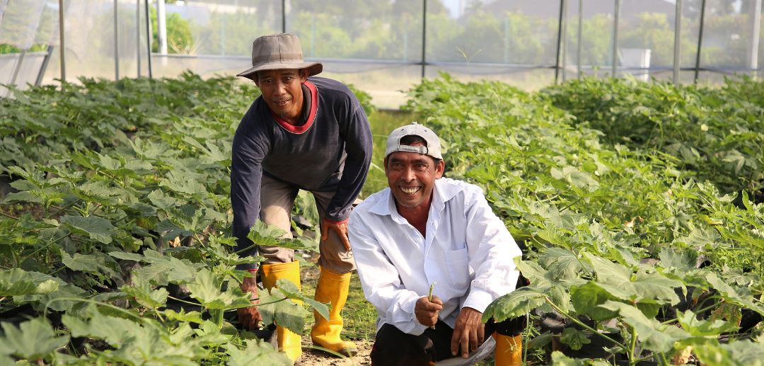 Bisnis Pertanian Berkelanjutan: Harmonisasi Alam dan Profitabilitas Bersama PT. Tetra Jaya Plusindo