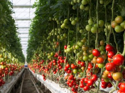 Establishing the Gold Standard of Food: Understanding GMP (Good Manufacturing Practice) and Its Urgency in the Agribusiness Ecosystem