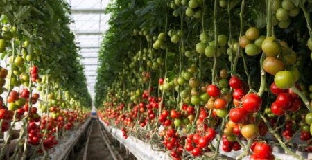 Establishing the Gold Standard of Food: Understanding GMP (Good Manufacturing Practice) and Its Urgency in the Agribusiness Ecosystem