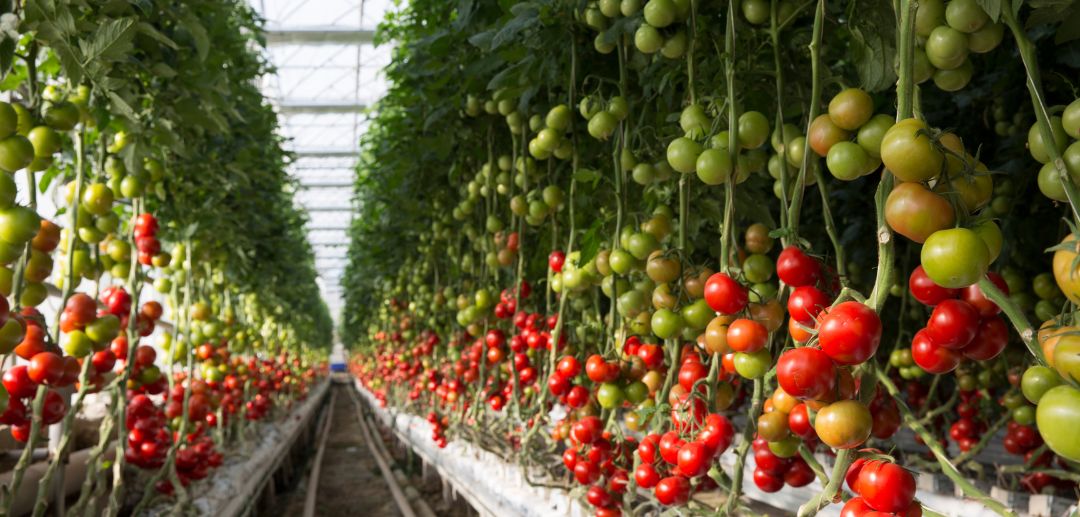 Establishing the Gold Standard of Food: Understanding GMP (Good Manufacturing Practice) and Its Urgency in the Agribusiness Ecosystem