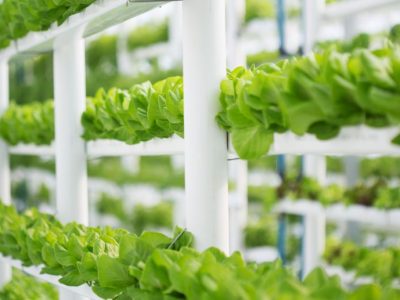 Navigating Nature’s Rhythm: Understanding Agricultural Production Cycles for Strategic Business Planning