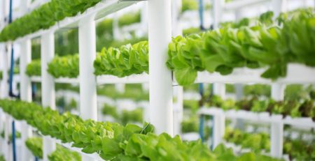 Menavigasi Ritme Alam: Memahami Siklus Produksi Pertanian untuk Perencanaan Bisnis yang Strategis