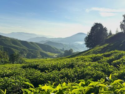 Elevation and Competitive Advantage: Why Altitudes Determine the Success of Planting Commodities
