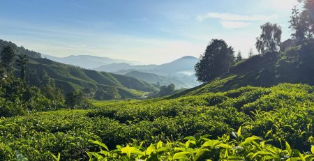 Elevation and Competitive Advantage: Why Altitudes Determine the Success of Planting Commodities