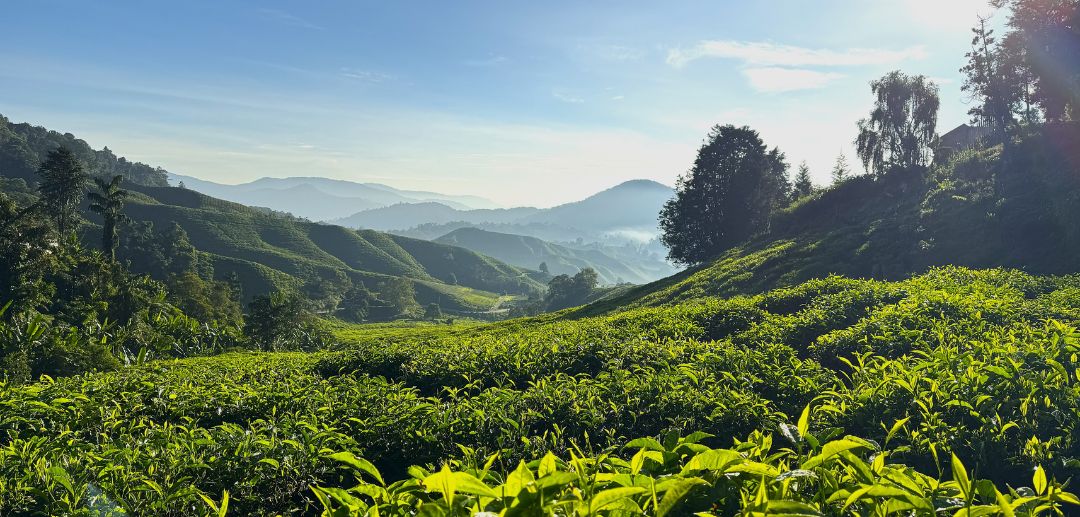 Elevasi dan Keunggulan Kompetitif: Mengapa Ketinggian Lahan Menentukan Keberhasilan Komoditas Tanam?