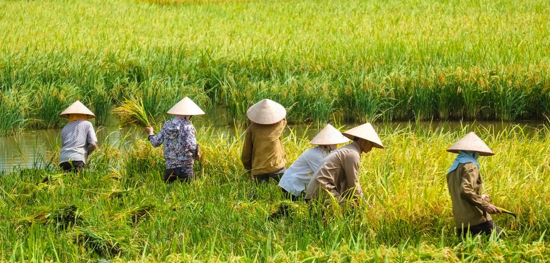 Koperasi Tani: Pilar Kekuatan Kolektif dalam Rantai Pasok Pangan Modern bersama PT. Tetra Jaya Plusindo