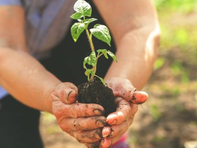 Navigating the Food Business Chain: Understanding the Strategic Roles of Farmers, Producers, and Distributors