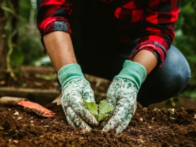Transformasi Agribisnis Modern: Mengapa Peran Agronomist Sangat Vital di Lahan Pertanian?