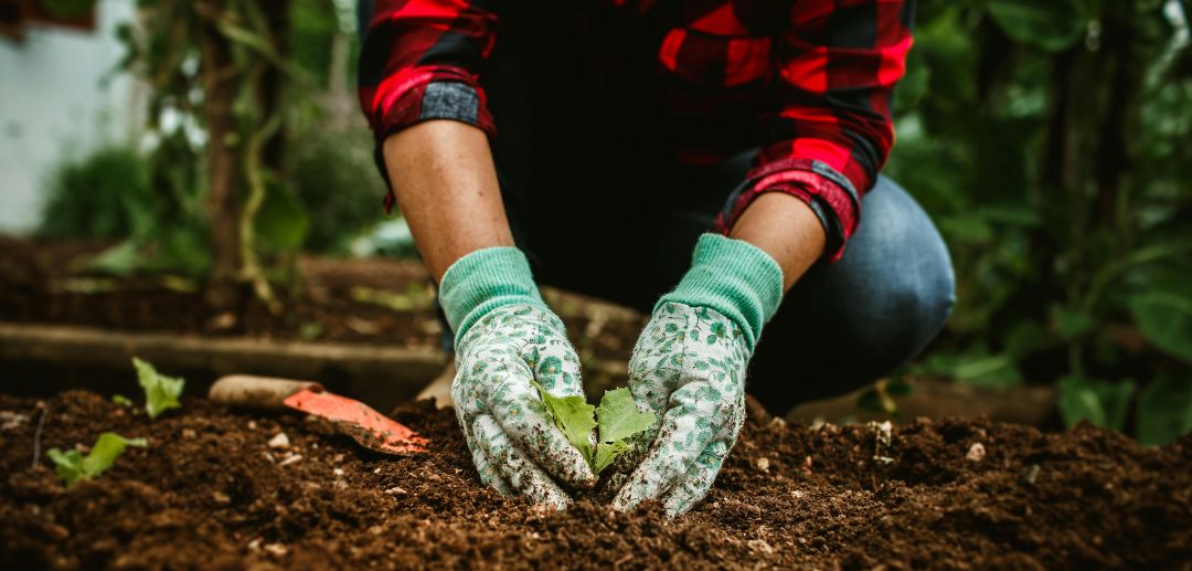 Transformasi Agribisnis Modern: Mengapa Peran Agronomist Sangat Vital di Lahan Pertanian?